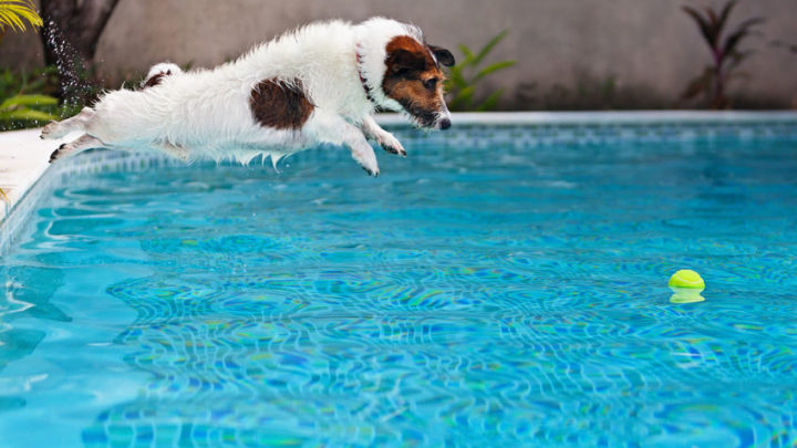 Pool Safety Tips for Dogs - Zagers Pool and Spa