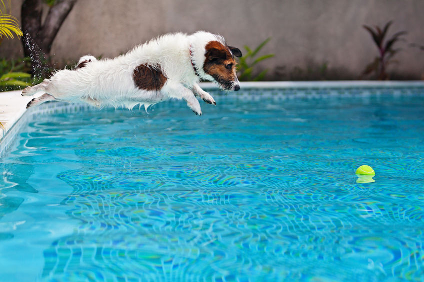 Pool Safety Tips for Dogs - Zagers Pool and Spa